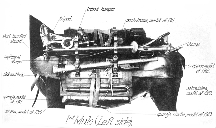 1st Mule (Left Side) 