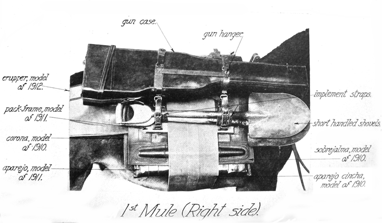 1st Mule (Right Side) 