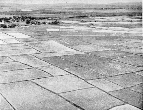 paddy fields near Akyab